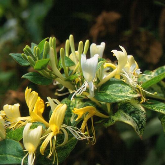 Lonicera japonica Horwood Gem